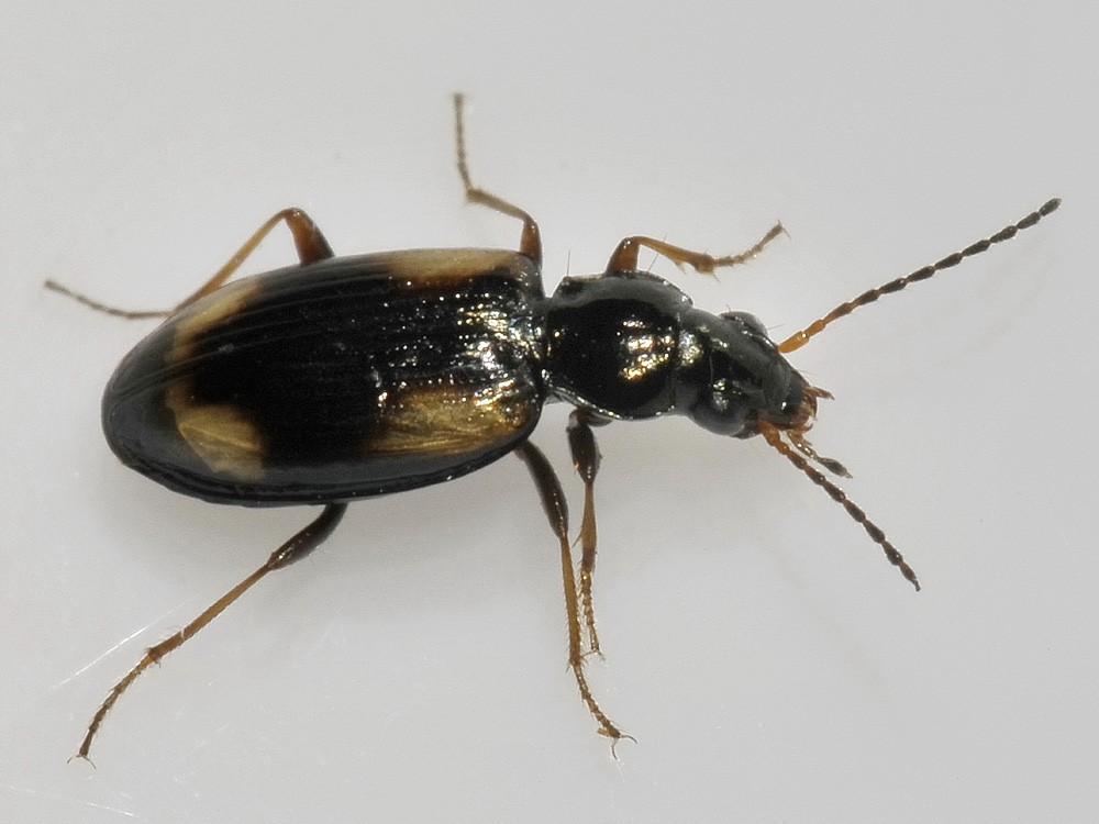 Ocydromus femoratus